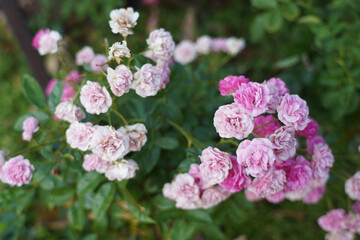 White, Pink rose flower on nature blurred background. Colorful, beautiful, delicate rose in the garden.