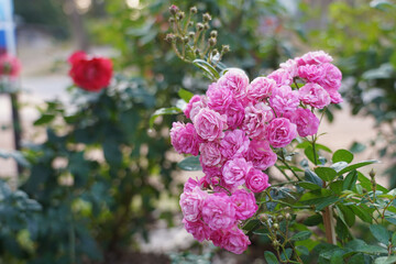 Obraz premium White, Pink rose flower on nature blurred background. Colorful, beautiful, delicate rose in the garden.