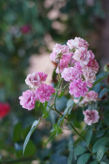 White, Pink rose flower on nature blurred background. Colorful, beautiful, delicate rose in the garden.