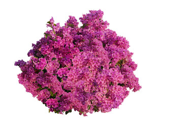 Large bush flower spreading shrub of purple, pink, yellow, red, Bougainvillea tropical flower climber vine landscape plant isolated on white background with copy space and clipping path.