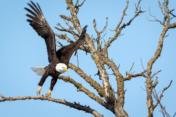 A Bald Eagle Flies from a Tree Branch against a Blue Sky