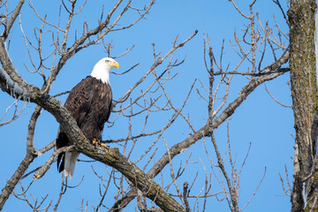 A Bald Eagle Perches on a Tree Branch against a Blue Sky