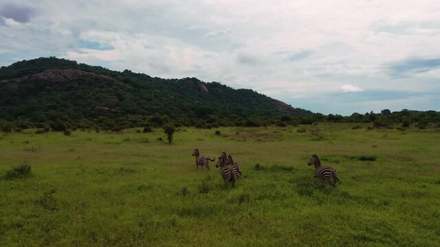 Zebra family running across the savannah Tanzania