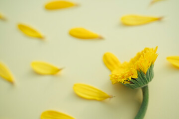 Fototapeta premium Yellow sunflower leaving petal pollen fly along with the wind.