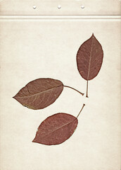 Leaves of apple tree. Vintage herbarium background on old paper. Composition of pressed and dried red leaves on a cardboard. Scanned image.