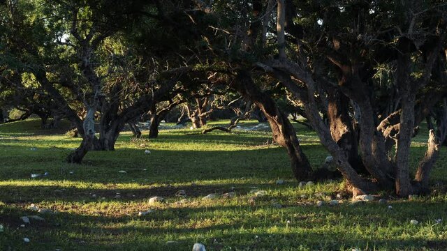 Argan forest at sunrise. Atmospheric landscape scenery. The Argan trees are cultivated for the famous Argan oil that is produced from the kernel of the nuts.