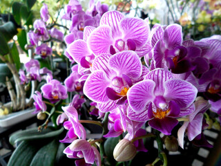 purple orchid in the garden