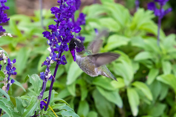 Naklejka premium Costa's Hummingbird (calypte costae) hovering; bright purple head, feeding on purple flowers. In Arizona's Sonoran desert. 