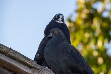 Two black pigeons on the roof of the dovecote. View from below in summer in nature.