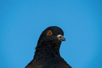 Head of a black pigeon on a blue background. Isolate. View from below in summer in nature.