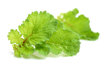 Red radish leaves on white background 