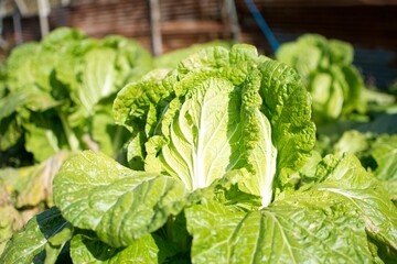 A close-up of fresh Chinese cabbage planted in Japanese fields. 