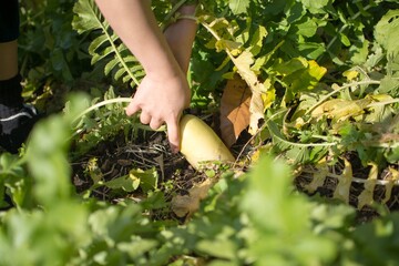 It is the hand of a woman who is harvesting radishes planted in the field. 