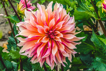 Coral Apricot Pink Rose Labyrinth Dahlia Blooming Macro © Bill Perry