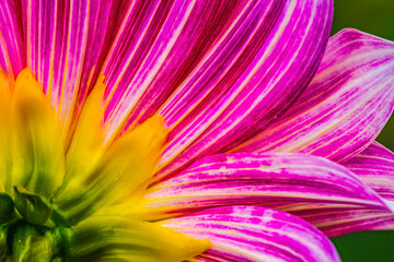 Obraz premium Pink Purple Brushstrokes Dahlia Petals Blooming Macro