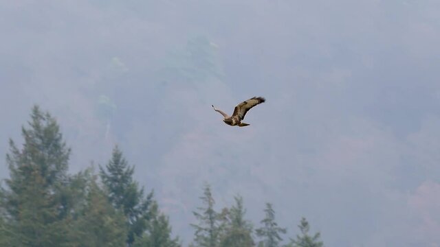 buzzard flies in slow motion