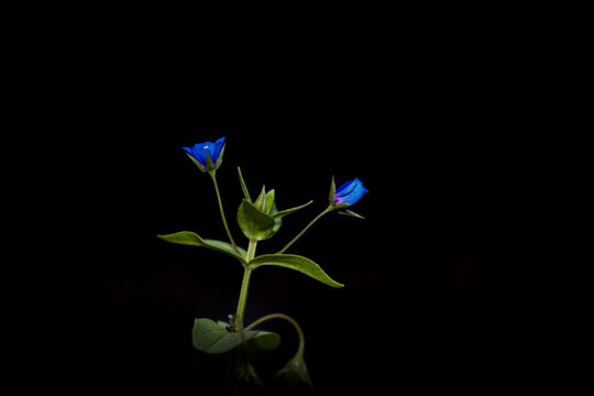 Poorman's Weatherglass or Anagallis Foemina, little blue blossoms,symmetrical wild flowers have five petals. Lysimachia azurea is flowering plant in the Primrose family, selective focus 