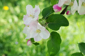 Blooming branch of an apple tree on a natural background.