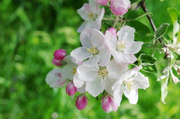 Blooming branch of an apple tree on a natural background.