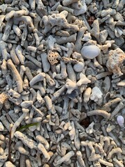 stones and shells