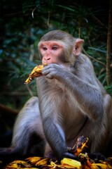 Young macaque monkey eating banana in jubgle macaque monkey in india eating food