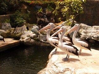 Pelicans are waiting to be fed