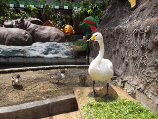 geese and cubs in a zoo