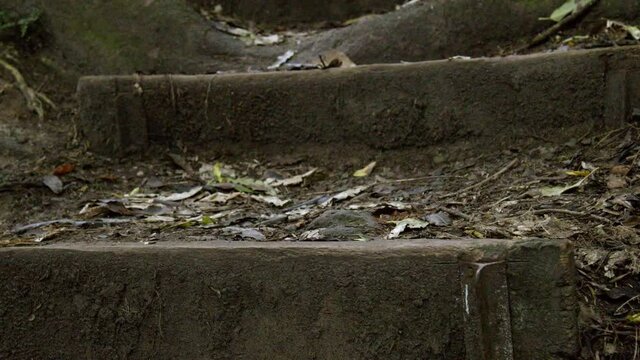 Close Up Of Hiker's Purple Shoes Walking Down Steps On Trail. 