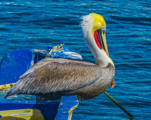 Brown Pelican Marina Boats Cabo San Lucas Mexico