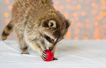 Raccoon plays with a Christmas tree toy on the table