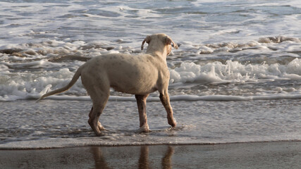 Dog playing in the waves