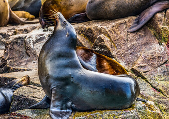 Male California Sea Lion Cabo San Lucas Mexico