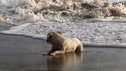 Naklejka premium Dog playing in the waves