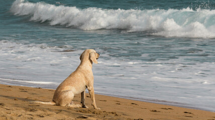 Dog on the beach watching the waves