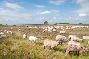 Obraz premium sheep in the field