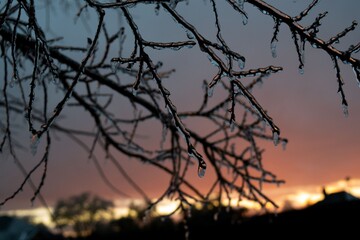 Fototapeta premium Ice Branches