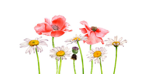 watercolor drawing red poppy flowers