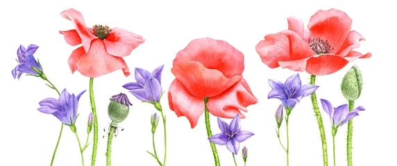 Aquarellzeichnung rote Mohnblumen © cat_arch_angel
