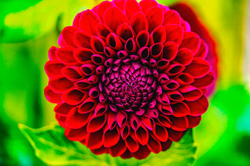 Red Jessie G Pompom Dahlia Blooming Macro