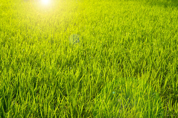 background Green natural color gives a refreshing mood, suitable for use in nature and refreshing graphics.