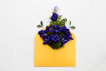 blue flower butterfly pea herbal local flora of asia in yellow envelope arrangement flat lay postcard style on background white wooden