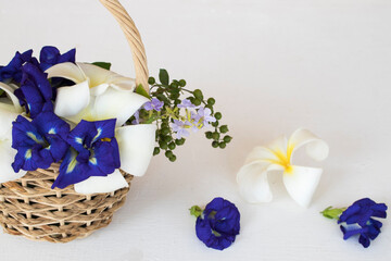 white flower frangipani and blue flower butterfly pea herbal local flora of asia arrangement in basket arrangement flat lay postcard style on background white wooden