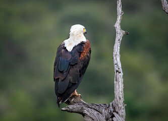 African fish Eagle