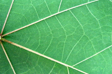 Close up leaves texture and background