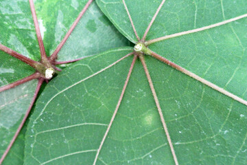 Close up leaves texture and background