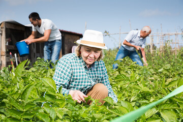 Senior woman working with potatoes bushes in garden, family on background