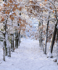 明るい冬の森のイメージ