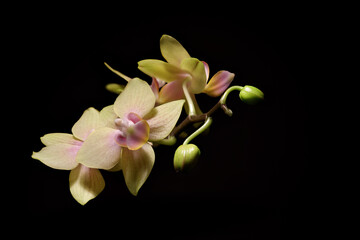 Fototapeta na wymiar Gold Tris miniature phalaenopsis on black background