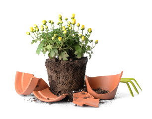 Broken flower pot, rake and plant on white background