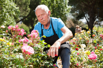 Portrait of senior man cutting back shoots of rose bushes at flowerbed in park